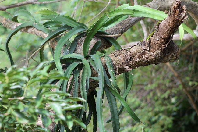 Epiphyte