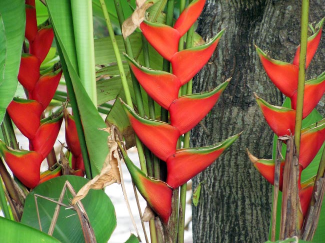 Heliconia