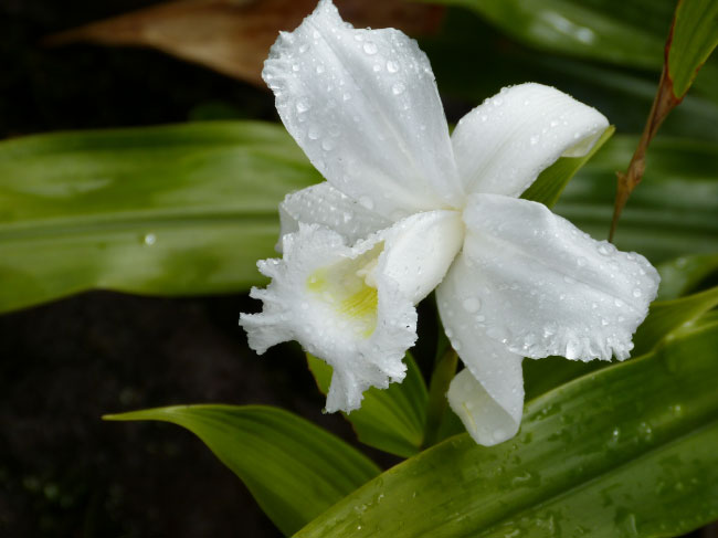  Orchidée blanche de la forêt tropicale 