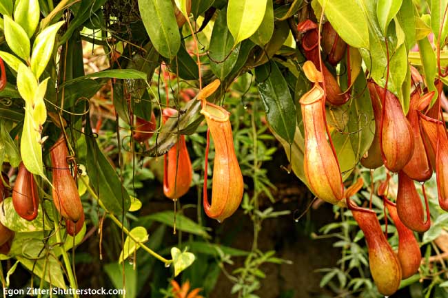  Liste des plantes de la forêt tropicale Humide Plantes à pichet 