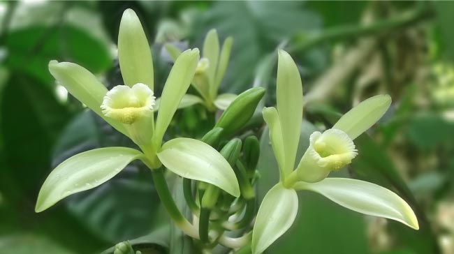  Plante de forêt tropicale d'Orchidée Vanille 