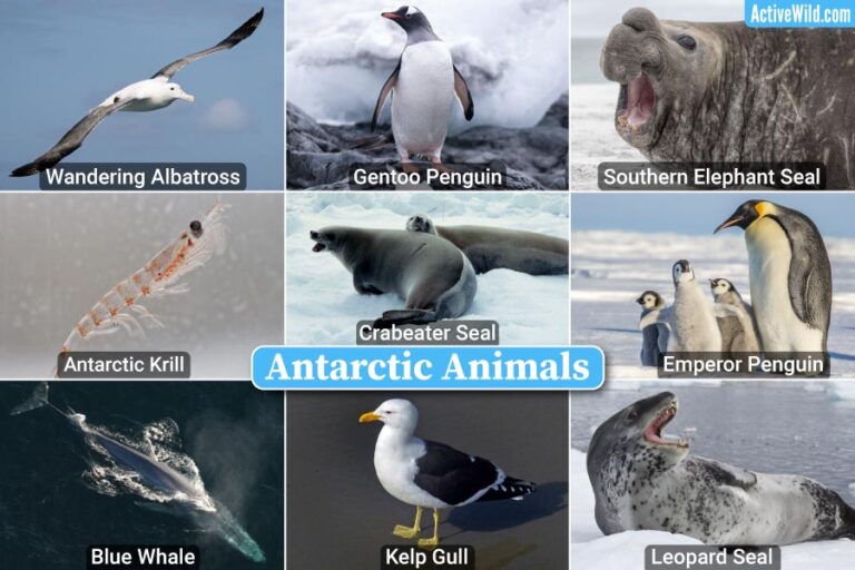 Antarctic Animals List With Pictures & Facts, Species Found In Antarctica