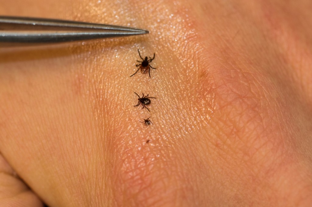 Small Ticks