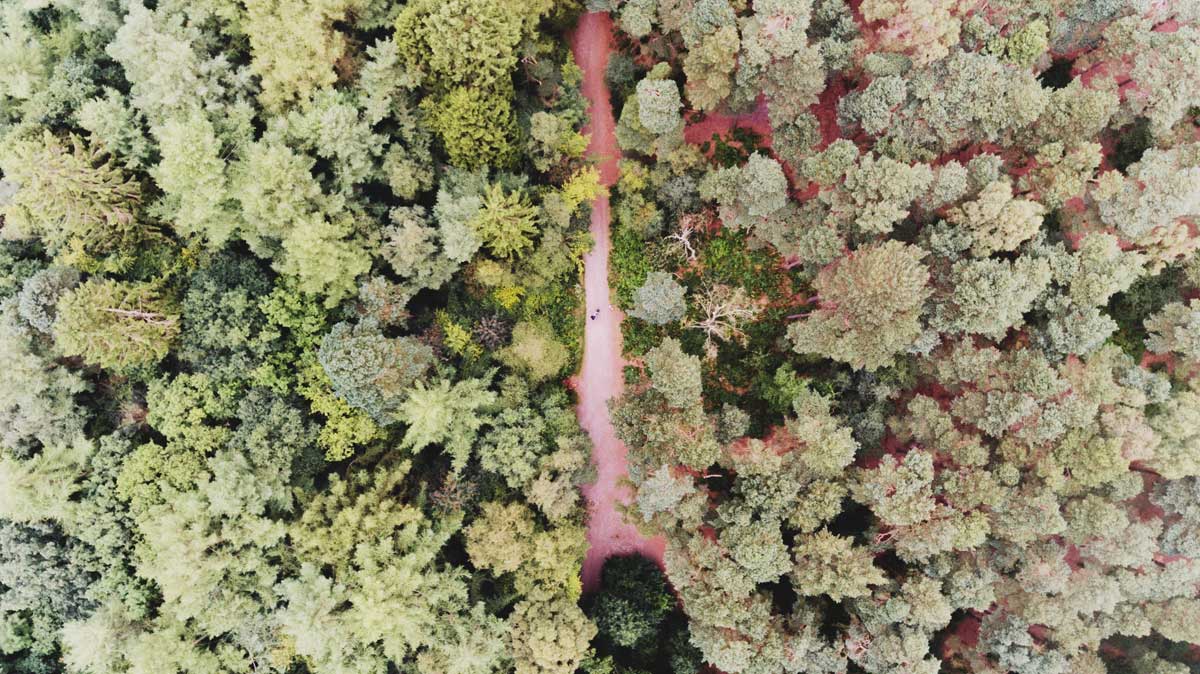 drone flying over forest and trees