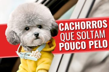 Cachorros que soltam pouco pelo