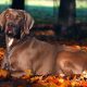 weimaraner-cinza-deitado