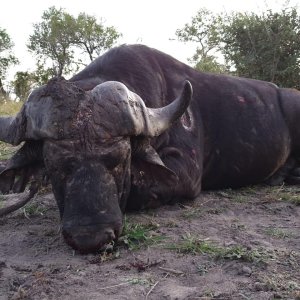 Media 'Buffalo Hunt Mozambique' in category 'Hunting Africa'