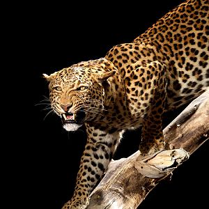 Media 'Leopard Full Mount Taxidermy' in category 'Taxidermy & Trophy Room'