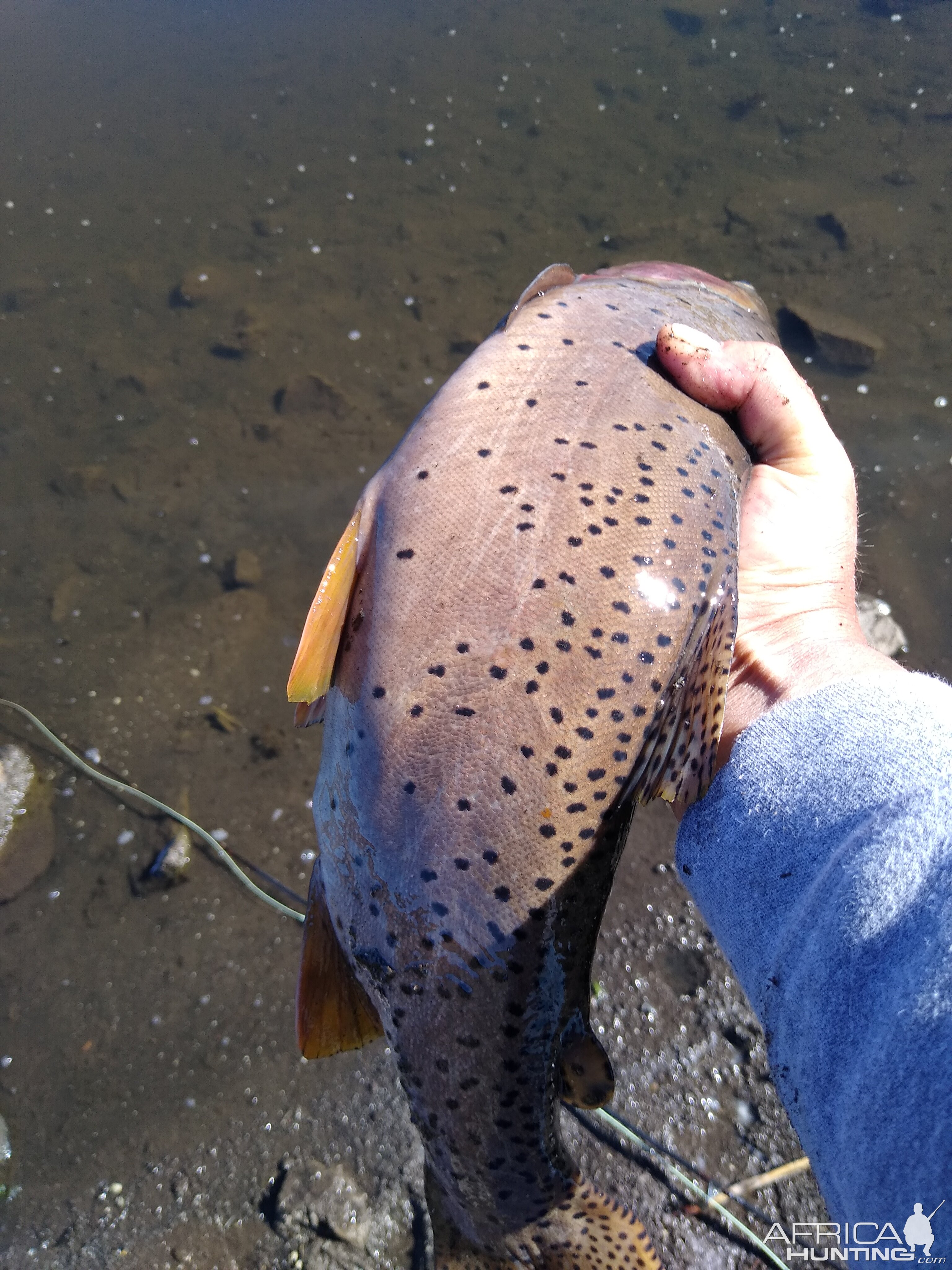 Cutthroat Trout Fishing