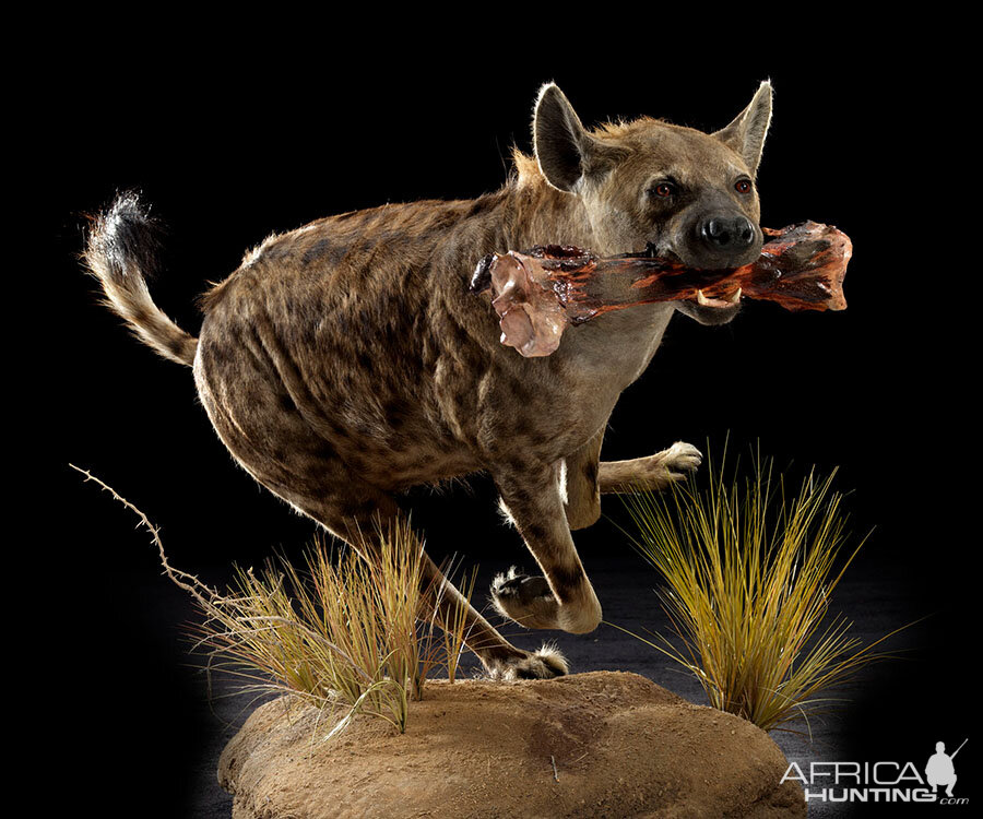 Spotted Hyena Full Mount Taxidermy