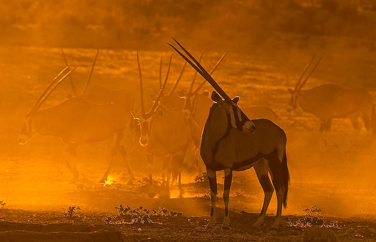 Kgalagadi Transfrontier Park