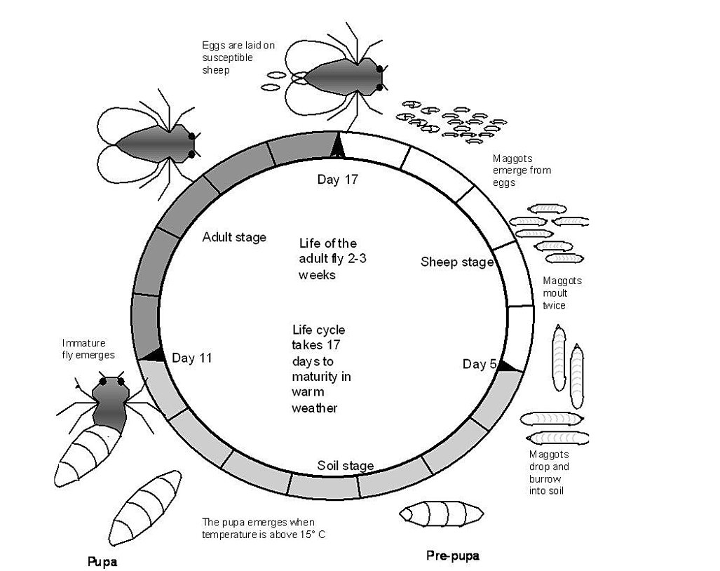 Life Cycle Of A Blowfly