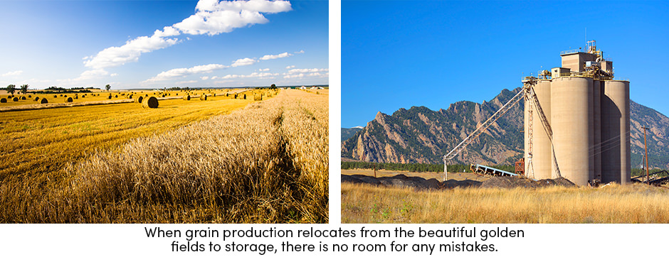 Grain Fields