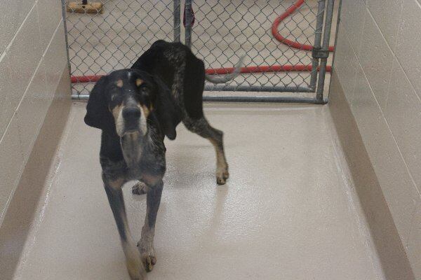 Photos courtesy of Gwinnett County Animal Shelter.