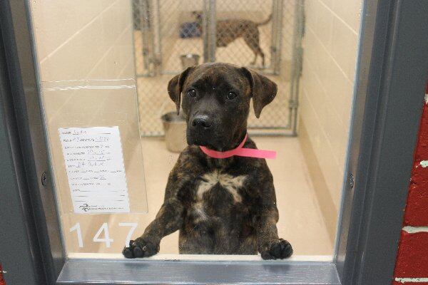 Photos courtesy of Gwinnett County Animal Shelter.