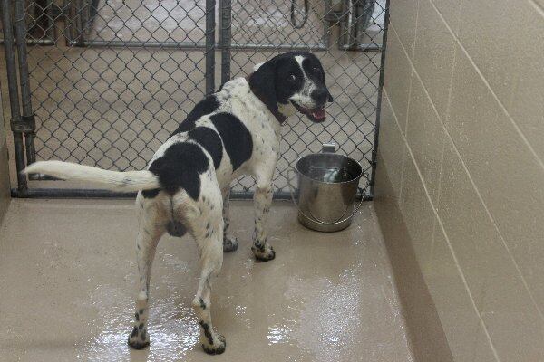 Photos courtesy of Gwinnett County Animal Shelter.