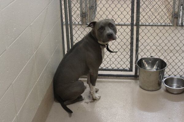 Photos courtesy of Gwinnett County Animal Shelter.