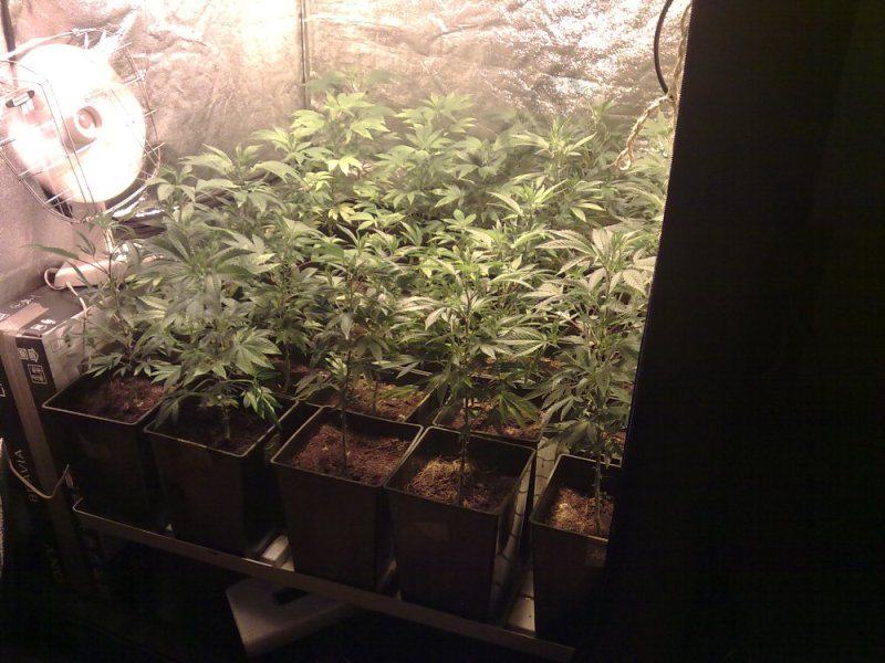 The SOG cannabis growing method