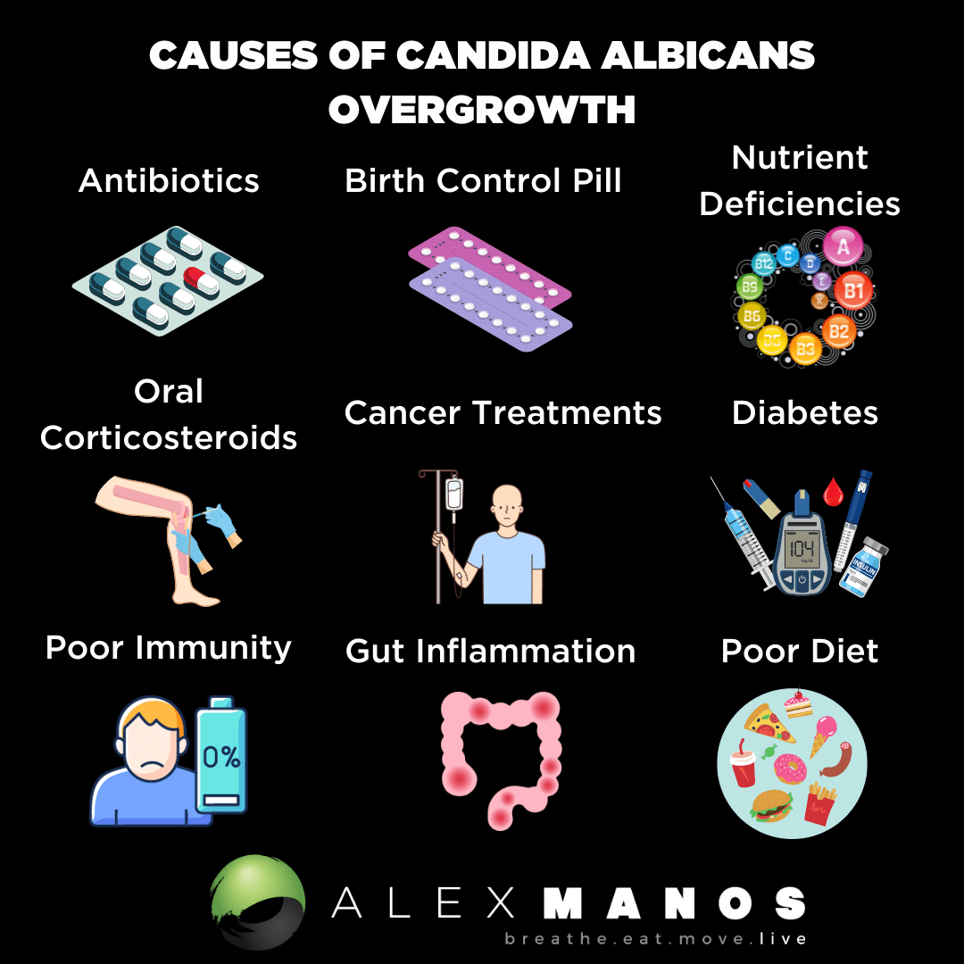 candida and gut inflammation