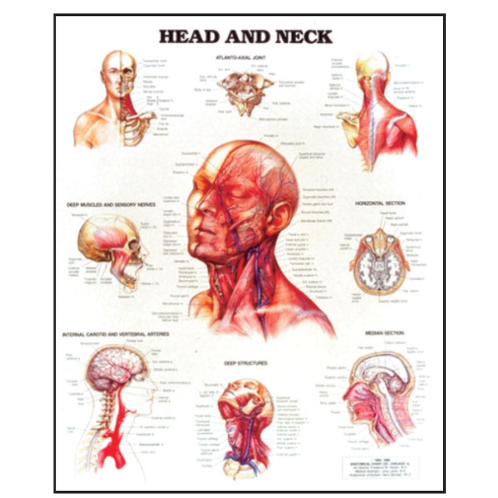 Anterior Neck Anatomy Anatomical Charts Posters - vrogue.co