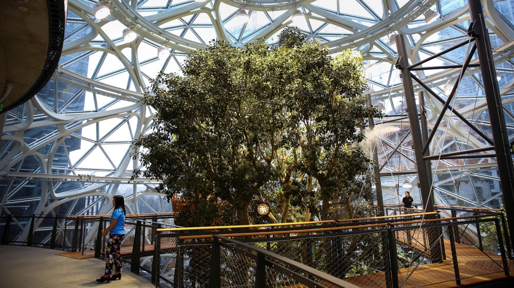 A walkway surrounds a 49-feet tall Ficus rubiginosa tree, nicknamed 