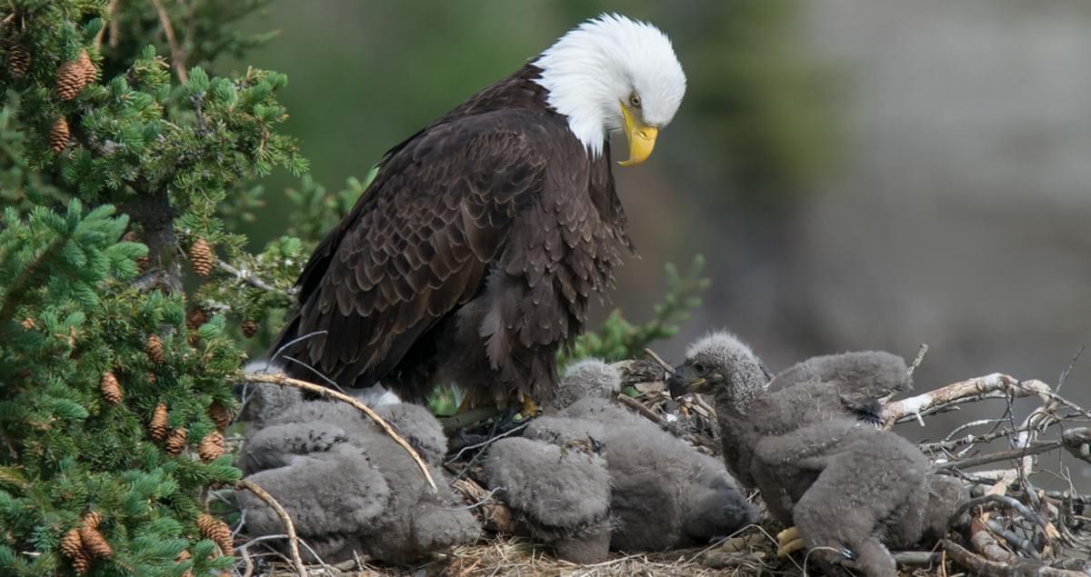 50 Fascinating Facts About the Bald Eagle: 2023 Edition