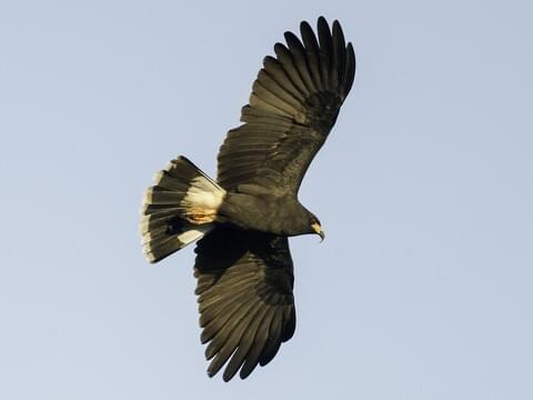 Snail Kite Adult male