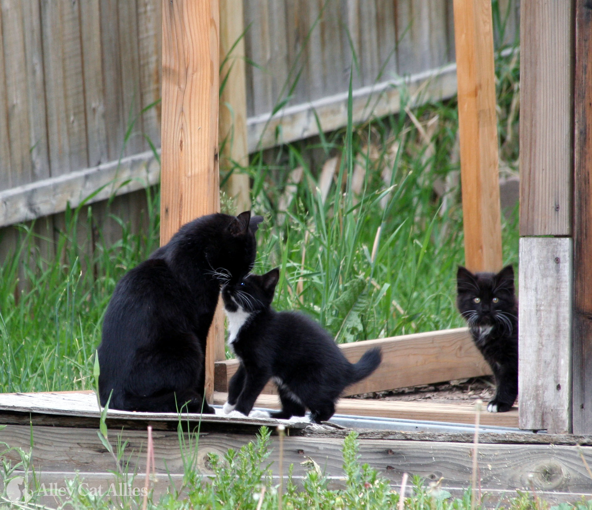 Mama Cat And Kitten