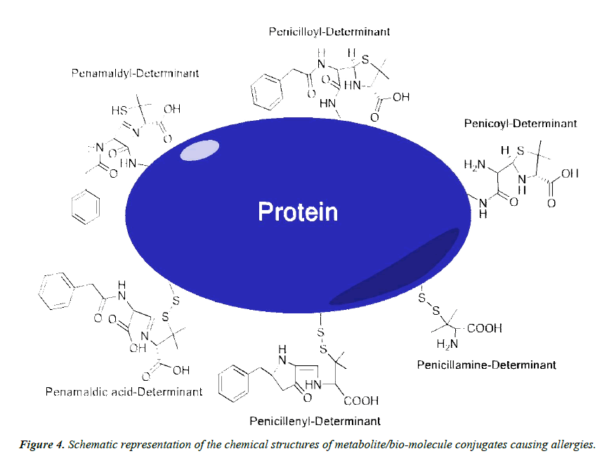 nutrition-human-health-metabolite-bio-molecule-conjugates-causing-allergies