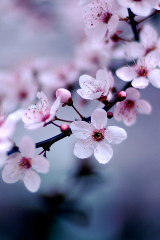 Cherry Blossom