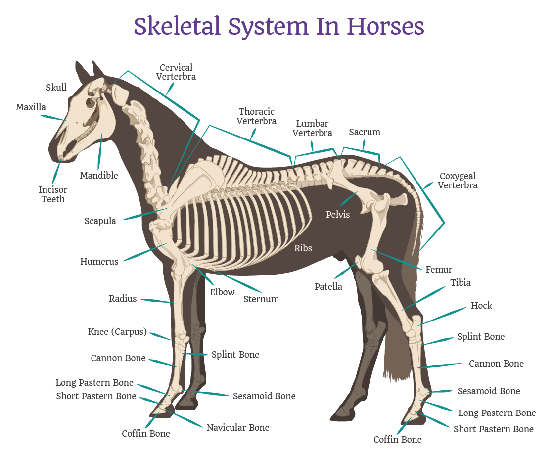 Horse Anatomy Animal Anatomy Anatomy Study Anatomy Art Anatomy | Images ...