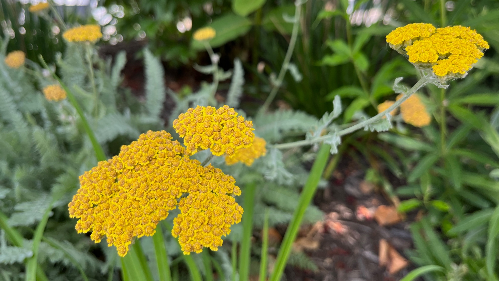 yellow yarrow flowers