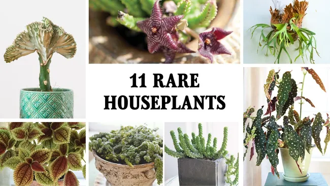 Rare houseplants from the old farmers almanac