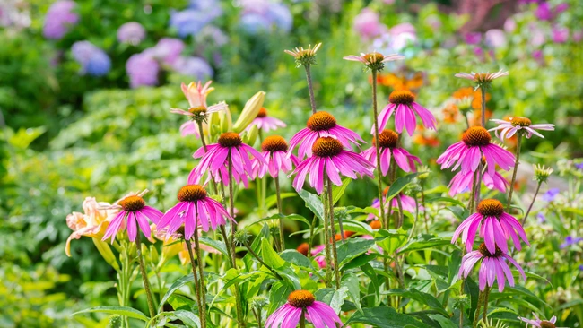 Coneflowers are among the easiest perennials to grow in your carefree garden.