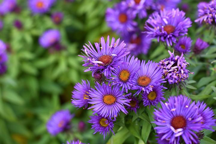 Purple Aster