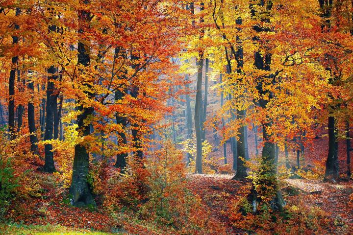 autumn woods