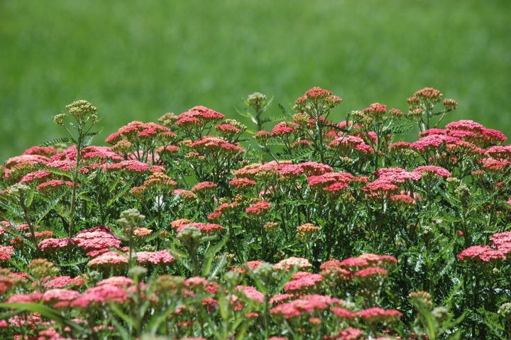 pink Yarrow flowers.