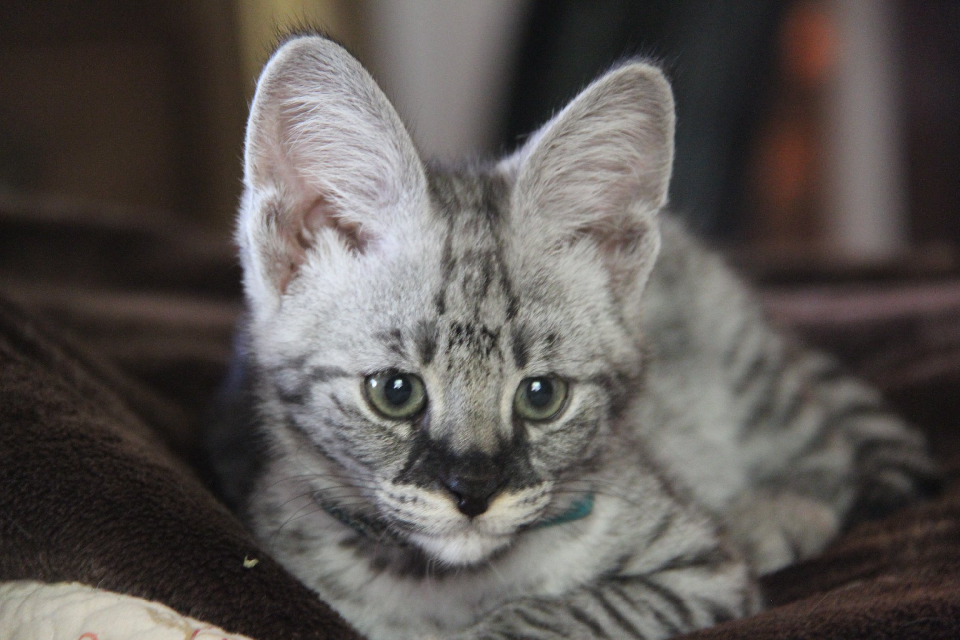 F1 Savannah Kittens for Sale Available F1 Savannah kittens ...