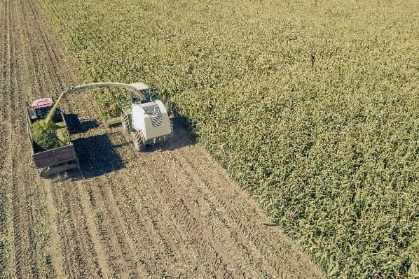 Crops being gathered