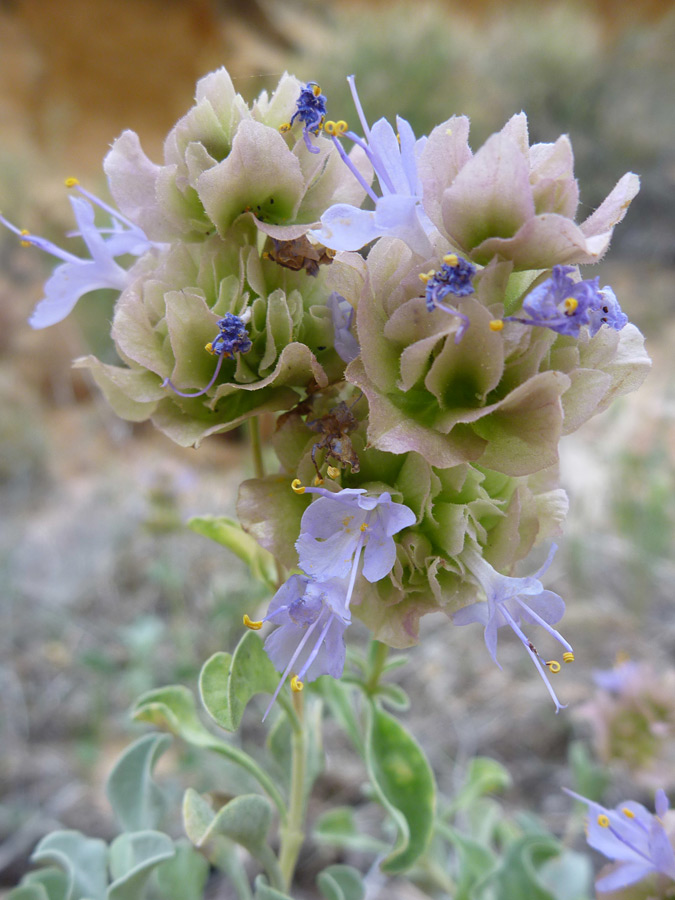 Flowerhead