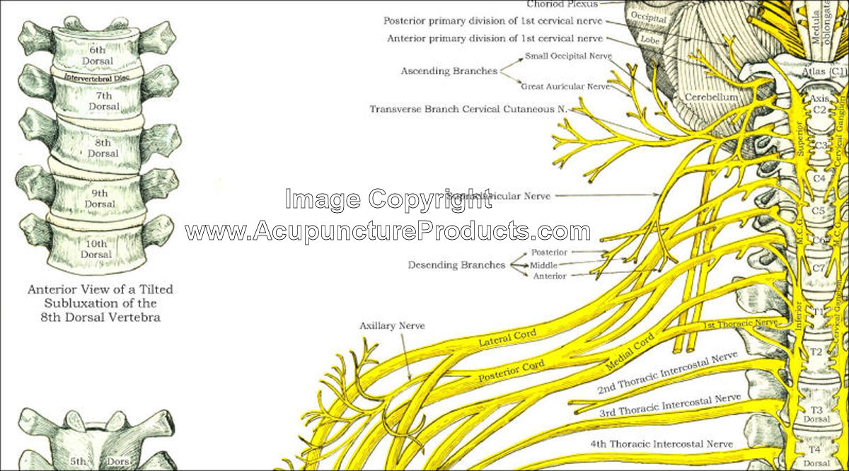 Chart Of Spine And Nerves