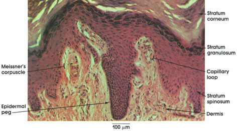 Dermal Papilla Diagram