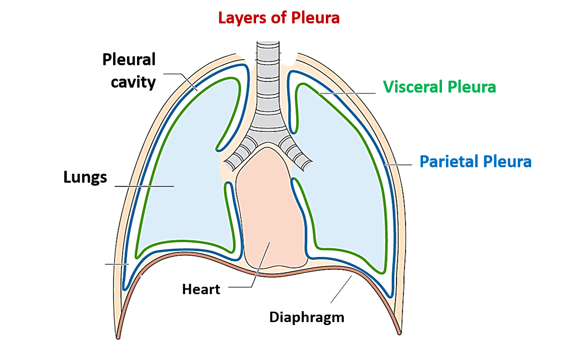 Pleura and Pleural Recesses - Anatomy QA