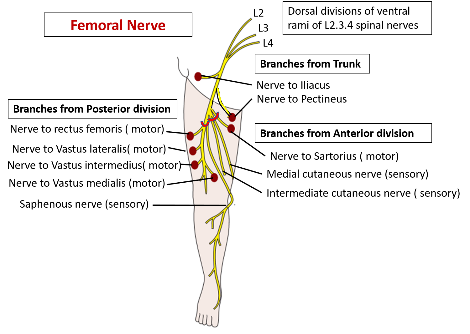 Anatomy Bony Pelvis And Lower Limb Thigh Femoral Nerve Statpearls ...