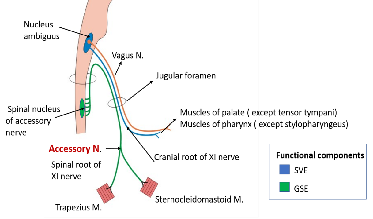 Accessory Nerve – Anatomy QA