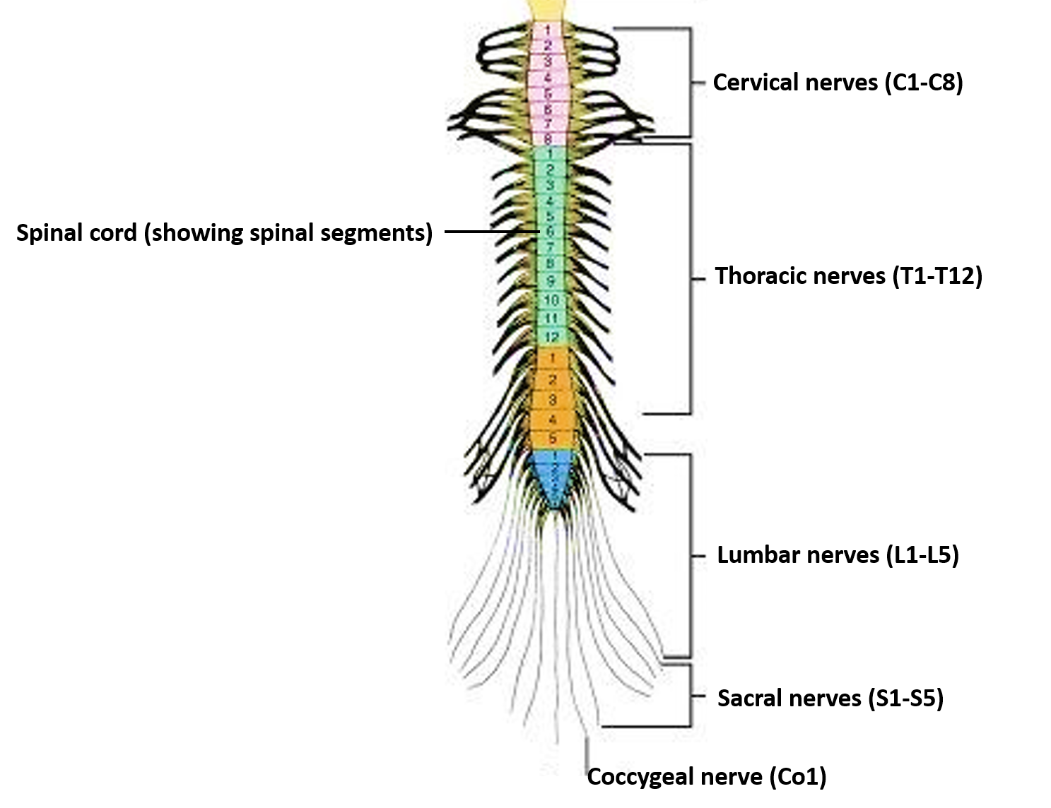 31 Pairs Of Spinal Nerves