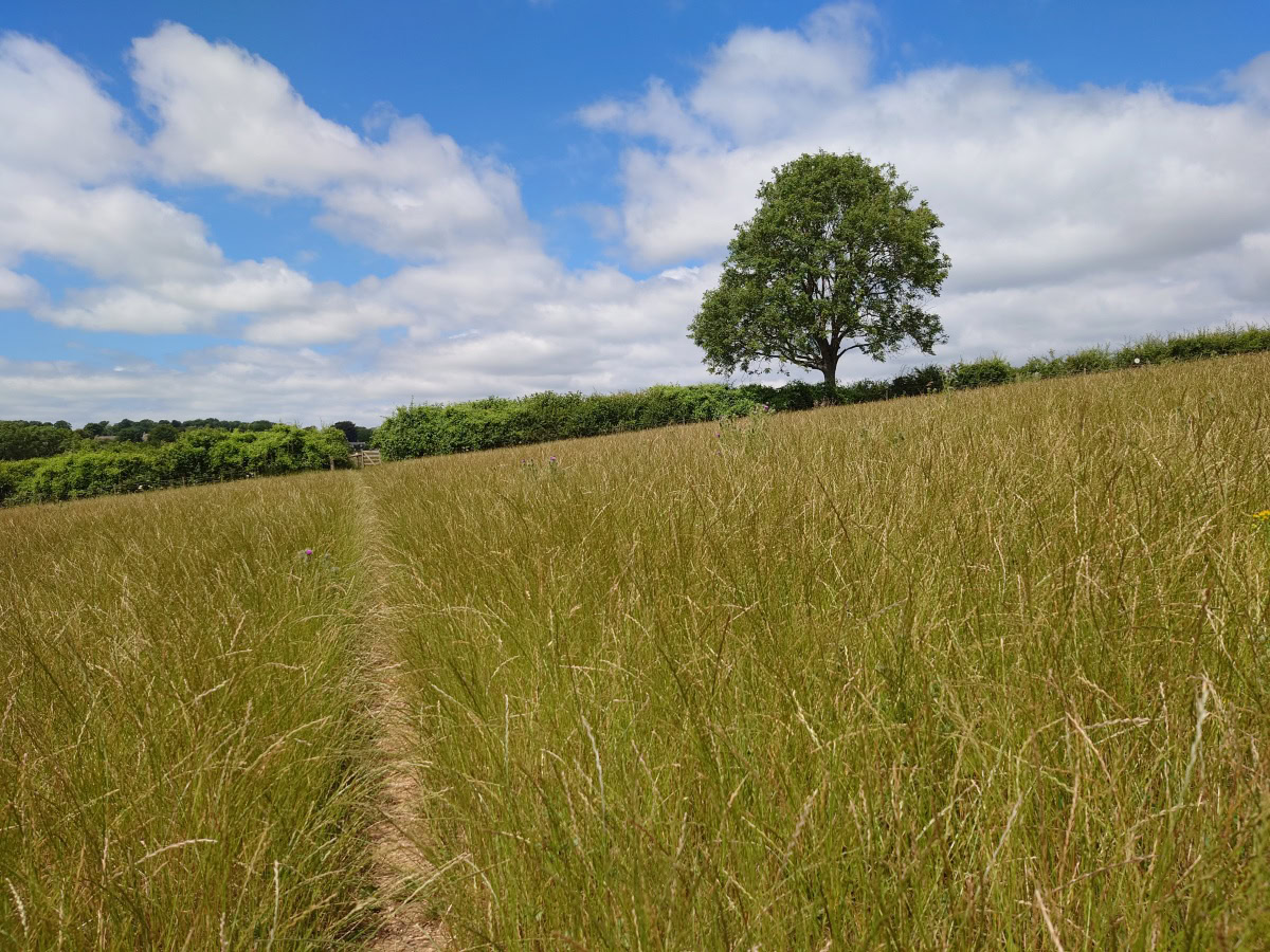 Xperia 1 IV landscape grass camera sample