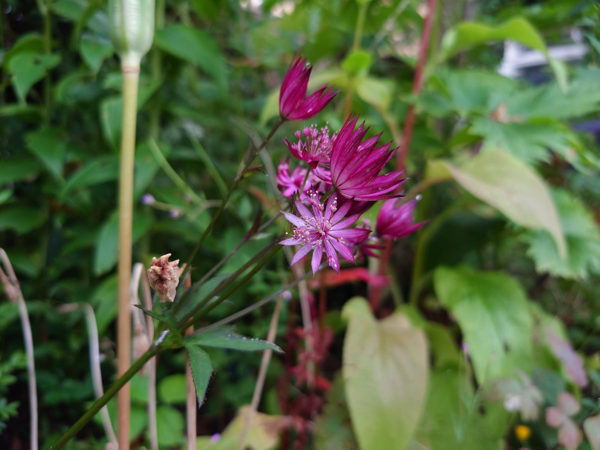 Xperia 1 IV low light flowers