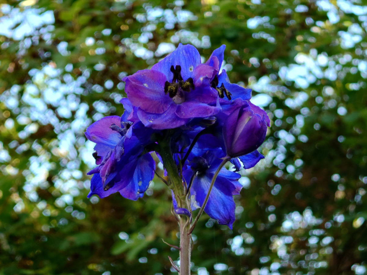 Xperia 1 IV camera sample purple flowers zoom 3 5x