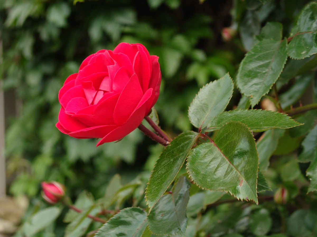 Xperia 1 IV camera sample red rose zoom 3 5x